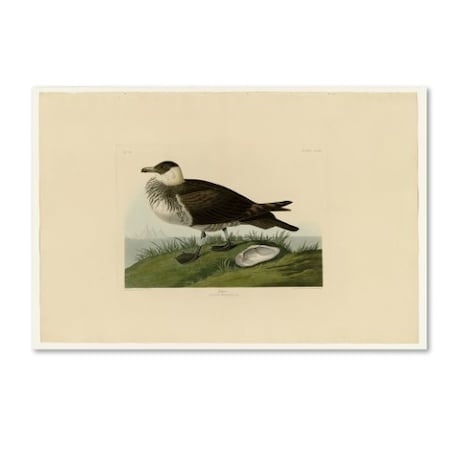 Audubon 'Jagerplate 253' Canvas Art,16x24